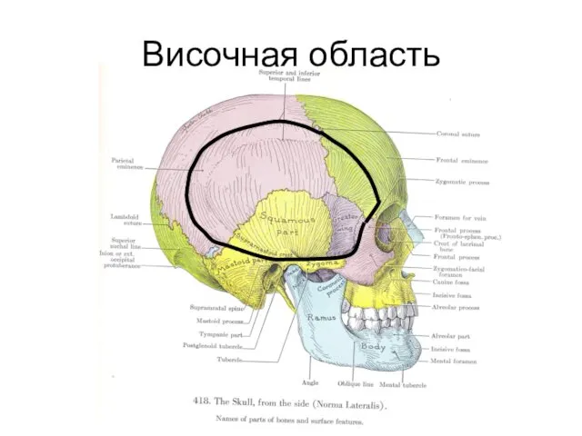 Височная область