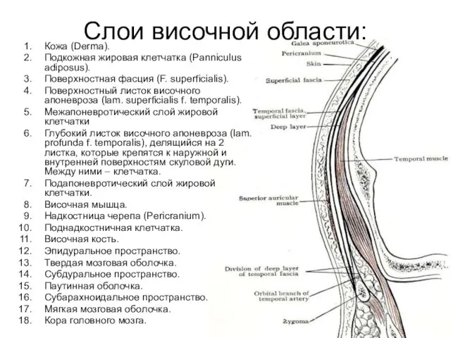 Слои височной области: Кожа (Derma). Подкожная жировая клетчатка (Panniculus adiposus). Поверхностная