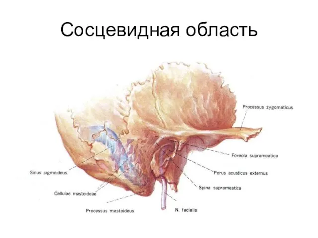 Сосцевидная область