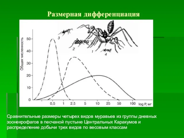 Размерная дифференциация Сравнительные размеры четырех видов муравьев из группы дневных зоонекрофагов
