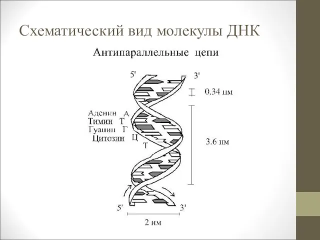 Схематический вид молекулы ДНК