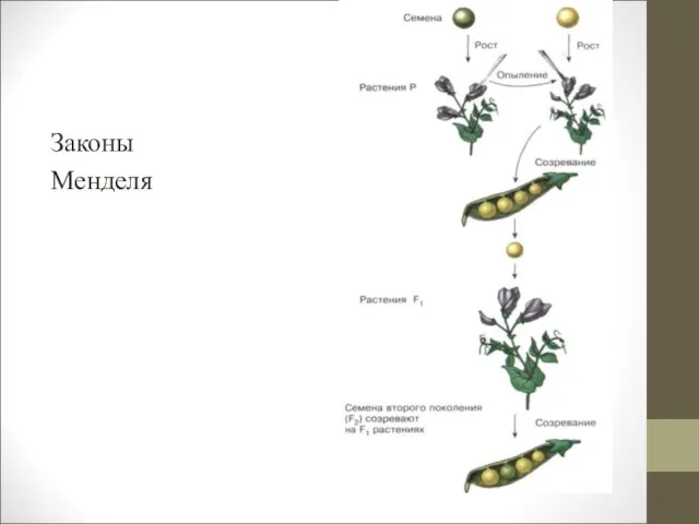 Законы Менделя