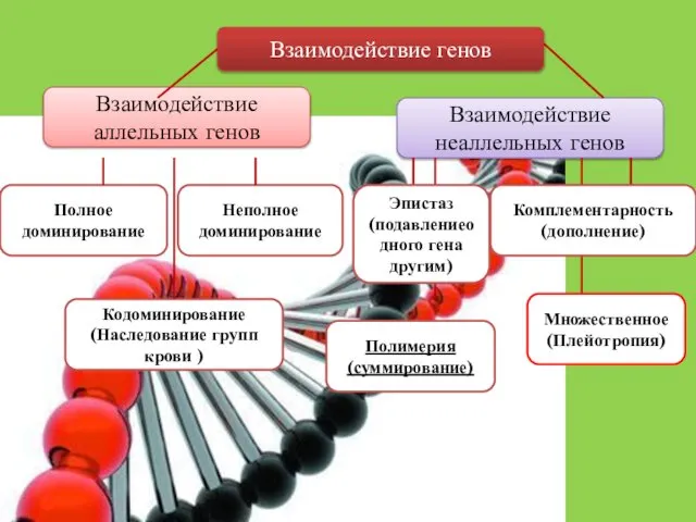 Взаимодействие генов Взаимодействие аллельных генов Взаимодействие неаллельных генов Полное доминирование Неполное