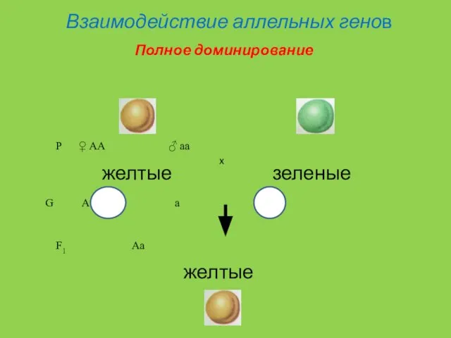 Взаимодействие аллельных генов P ♀ AA ♂ aa желтые зеленые G