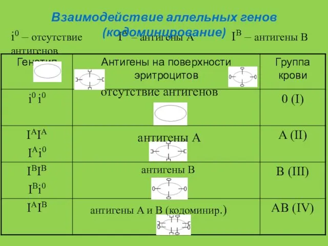 IA – антигены A IB – антигены B i0 – отсутствие антигенов Взаимодействие аллельных генов (кодоминирование)