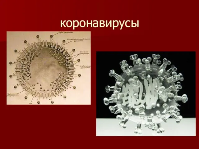 коронавирусы