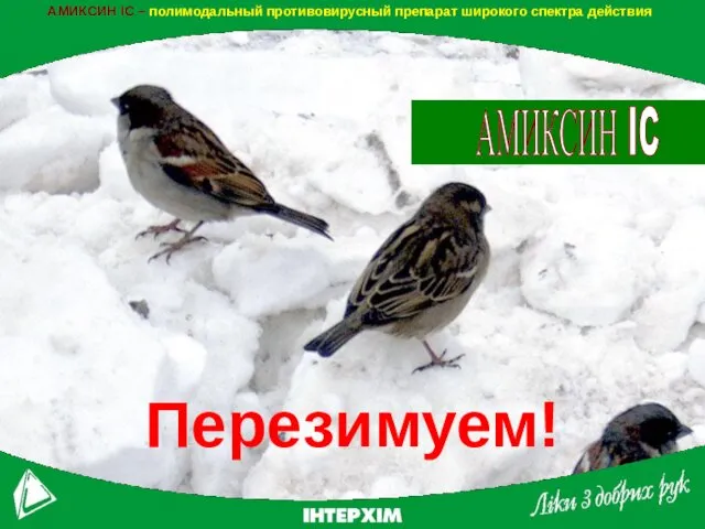 АМИКСИН IC – полимодальный противовирусный препарат широкого спектра действия Перезимуем! АМИКСИН IC