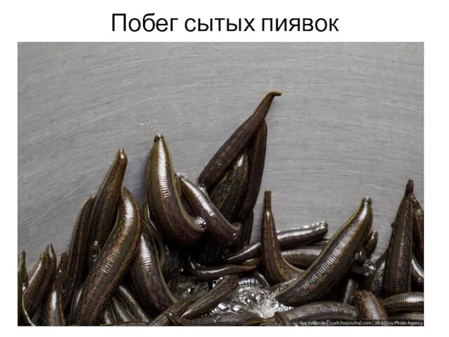 Побег сытых пиявок