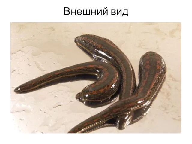 Внешний вид