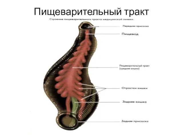 Пищеварительный тракт