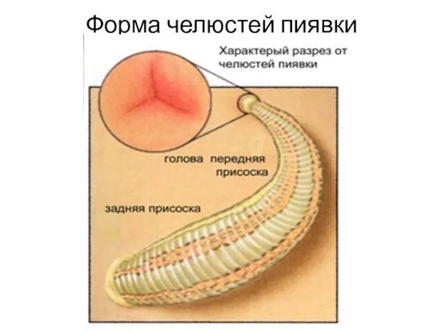 Форма челюстей пиявки