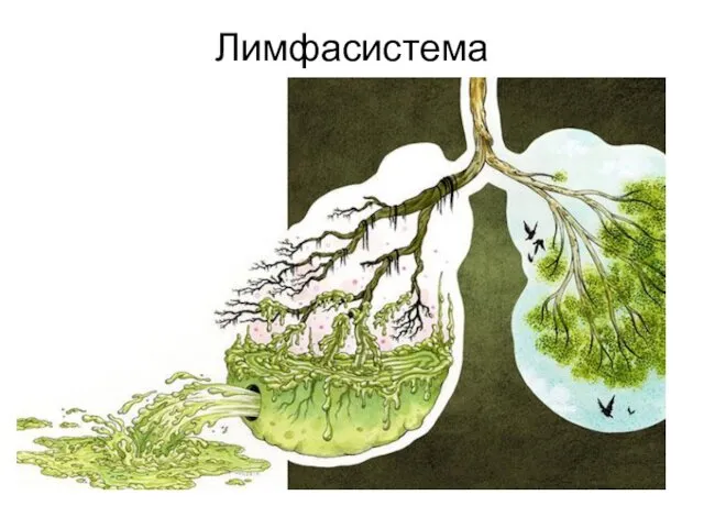 Лимфасистема