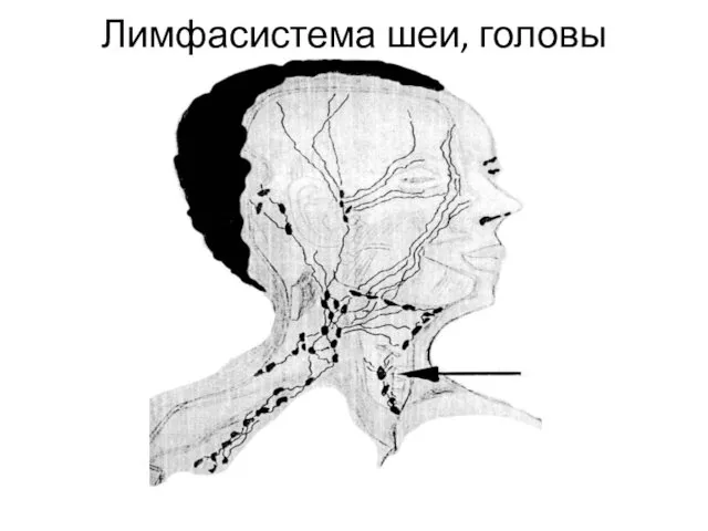 Лимфасистема шеи, головы