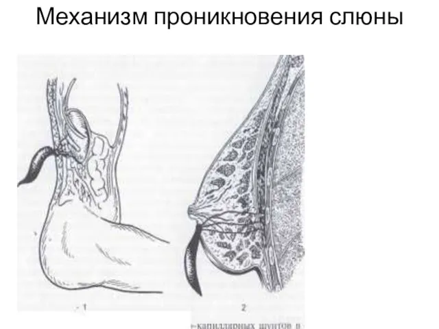 Механизм проникновения слюны