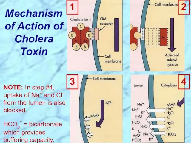 Mechanism of Action of Cholera Toxin 1 4 3 2 NOTE: