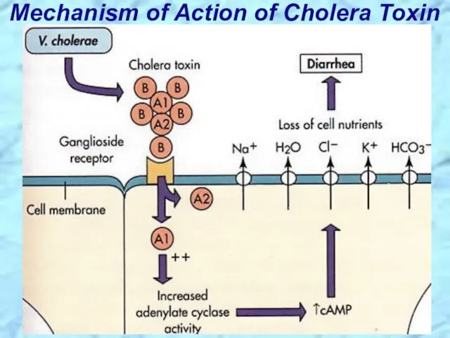 Mechanism of Action of Cholera Toxin