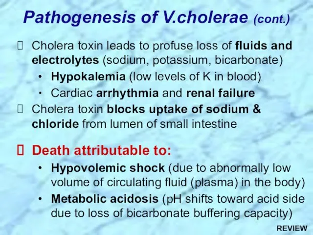 Pathogenesis of V.cholerae (cont.) Cholera toxin leads to profuse loss of