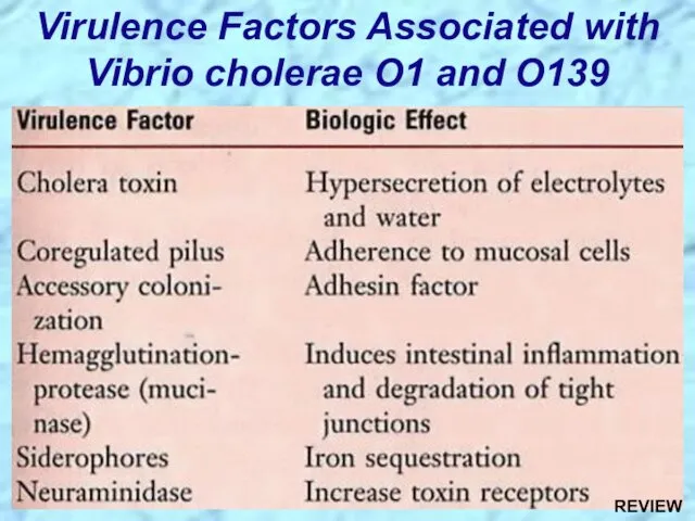 Virulence Factors Associated with Vibrio cholerae O1 and O139 REVIEW