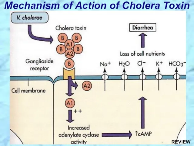 Mechanism of Action of Cholera Toxin REVIEW