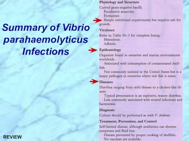 Summary of Vibrio parahaemolyticus Infections REVIEW