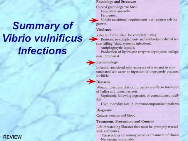 Summary of Vibrio vulnificus Infections REVIEW