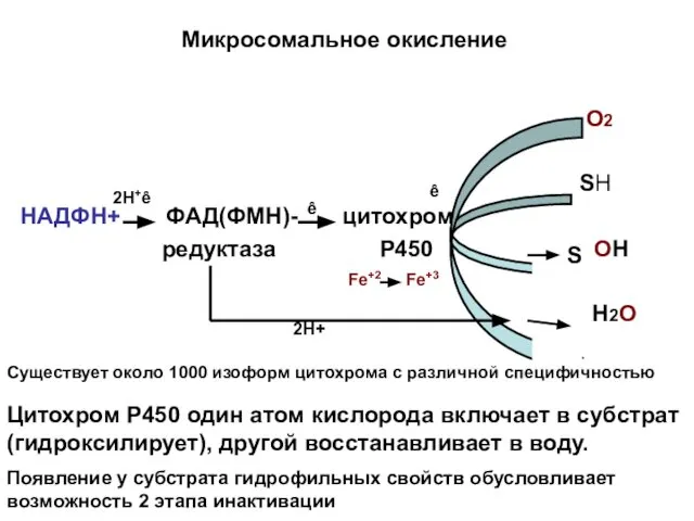 Микросомальное окисление О2 SH НАДФН+ ФАД(ФМН)- цитохром редуктаза Р450 OH Н2О