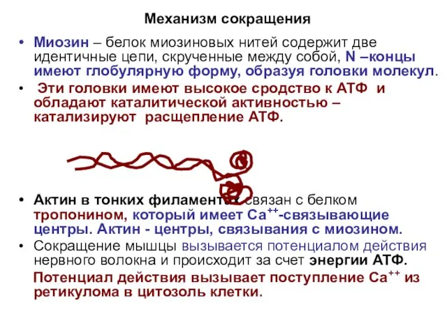 Механизм сокращения Миозин – белок миозиновых нитей содержит две идентичные цепи,