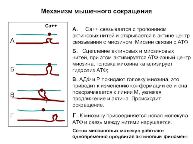 Механизм мышечного сокращения А. Са++ связывается с тропонином актиновых нитей и