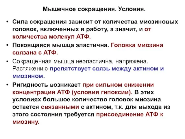 Мышечное сокращения. Условия. Сила сокращения зависит от количества миозиновых головок, включенных