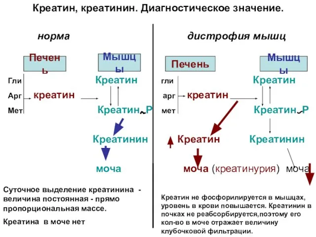 Креатин, креатинин. Диагностическое значение. норма дистрофия мышц Мышцы Печень Мышцы Гли