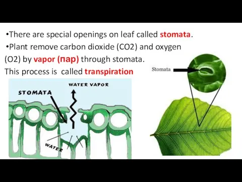 There are special openings on leaf called stomata. Plant remove carbon