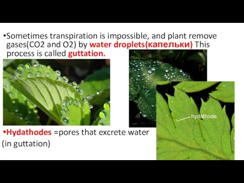 Sometimes transpiration is impossible, and plant remove gases(CO2 and O2) by