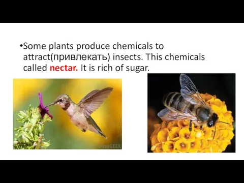 Some plants produce chemicals to attract(привлекать) insects. This chemicals called nectar. It is rich of sugar.