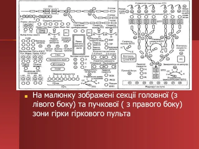 На малюнку зображені секції головної (з лівого боку) та пучкової (