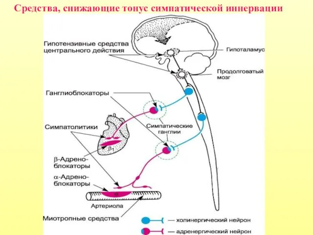 Средства, снижающие тонус симпатической иннервации