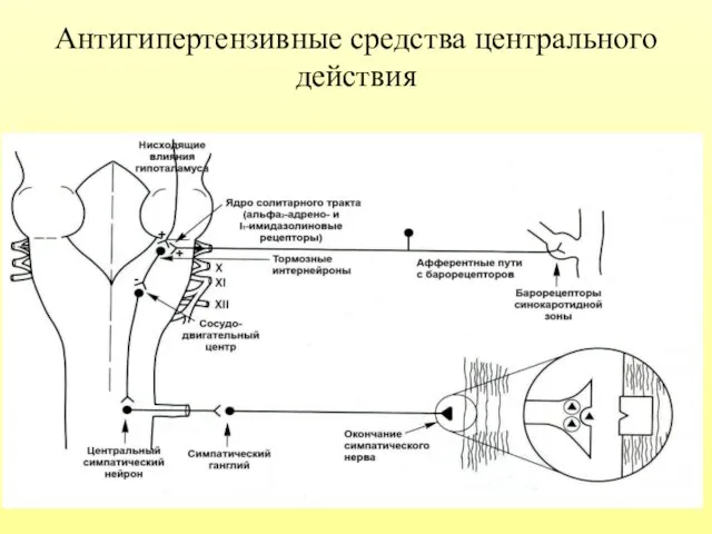 Антигипертензивные средства центрального действия