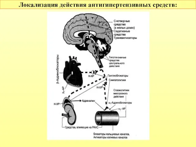 Локализация действия антигипертензивных средств: