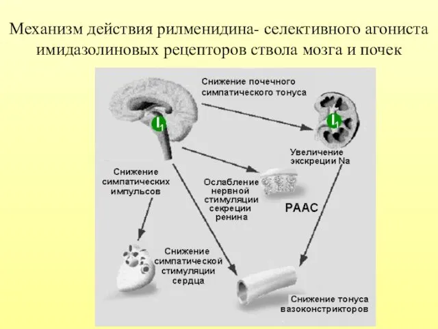 Механизм действия рилменидина- селективного агониста имидазолиновых рецепторов ствола мозга и почек