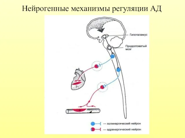 Нейрогенные механизмы регуляции АД