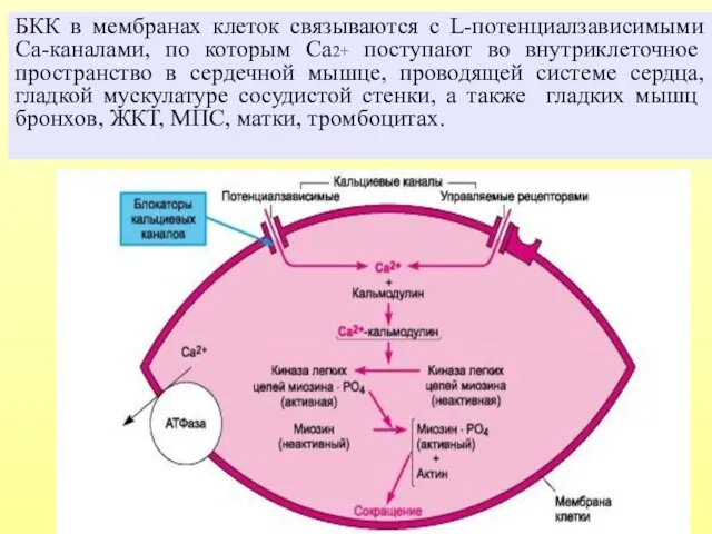 БКК в мембранах клеток связываются с L-потенциалзависимыми Са-каналами, по которым Са2+