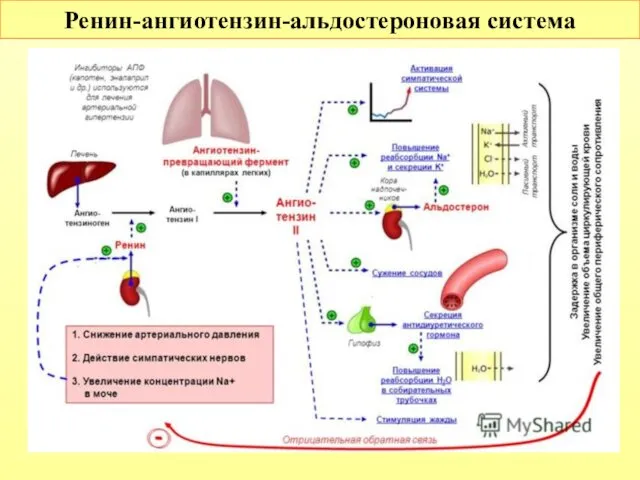 Ренин-ангиотензин-альдостероновая система