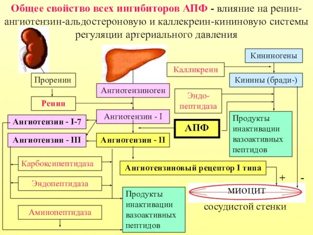 Проренин Ренин Ангиотензиноген Ангиотензин - I Ангиотензин - II Ангиотензиновый рецептор