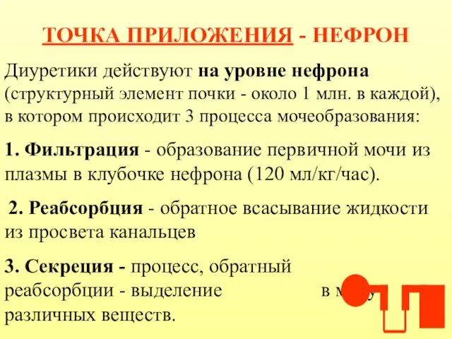 ТОЧКА ПРИЛОЖЕНИЯ - НЕФРОН Диуретики действуют на уровне нефрона (структурный элемент