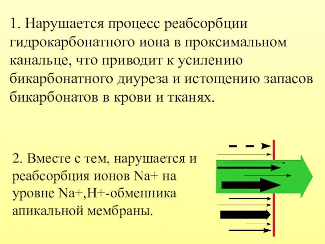 1. Нарушается процесс реабсорбции гидрокарбонатного иона в проксимальном канальце, что приводит