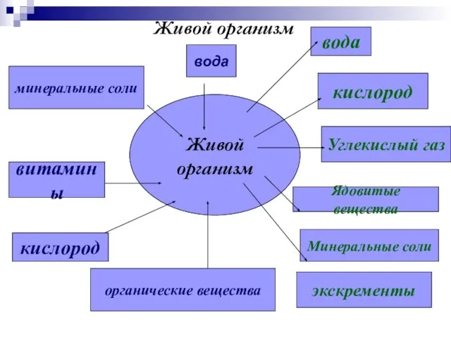 Живой организм Живой организм вода минеральные соли витамины кислород органические вещества