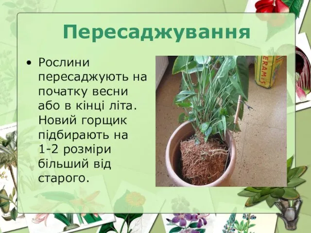 Пересаджування Рослини пересаджують на початку весни або в кінці літа. Новий