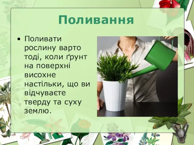 Поливання Поливати рослину варто тоді, коли ґрунт на поверхні висохне настільки,