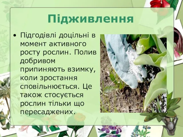 Підживлення Підгодівлі доцільні в момент активного росту рослин. Полив добривом припиняють