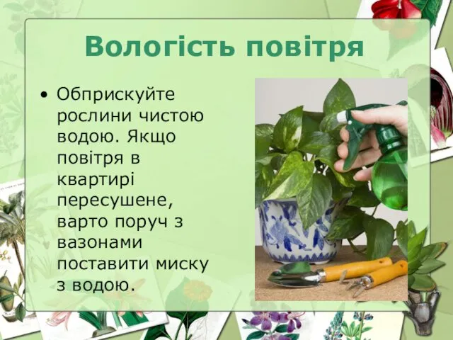 Вологість повітря Обприскуйте рослини чистою водою. Якщо повітря в квартирі пересушене,