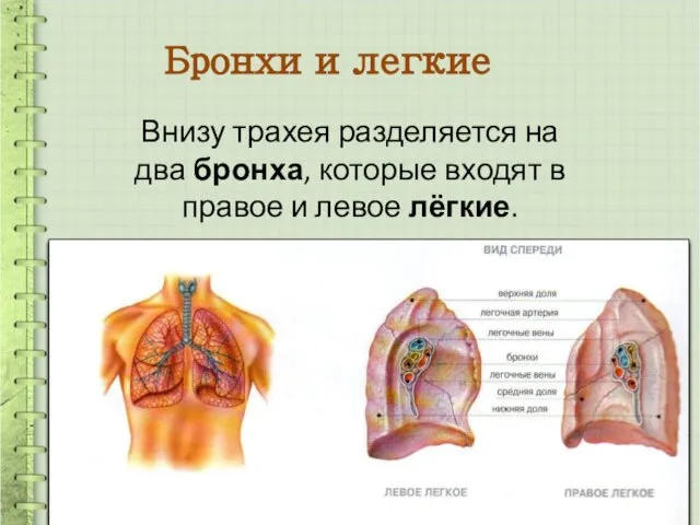 Бронхи и легкие Внизу трахея разделяется на два бронха, которые входят в правое и левое лёгкие.